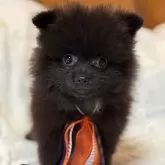 ポメラニアン
