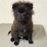 ポメラニアン