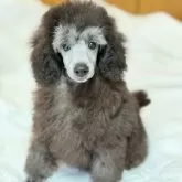 トイプードル(トイ)【大分県・男の子・2025年8月15日・グレー(シルバー)】の写真4