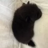 ポメラニアン【大分県・男の子・2025年6月18日・ブラック】の写真4