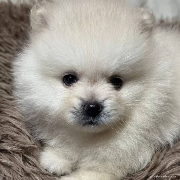ID：2404-04496の子犬