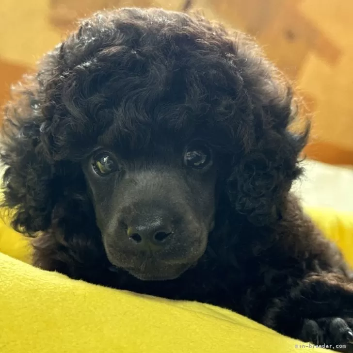 ID:2407-02477の子犬
