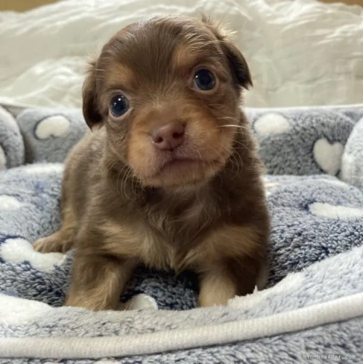 ID:2303-03157の子犬