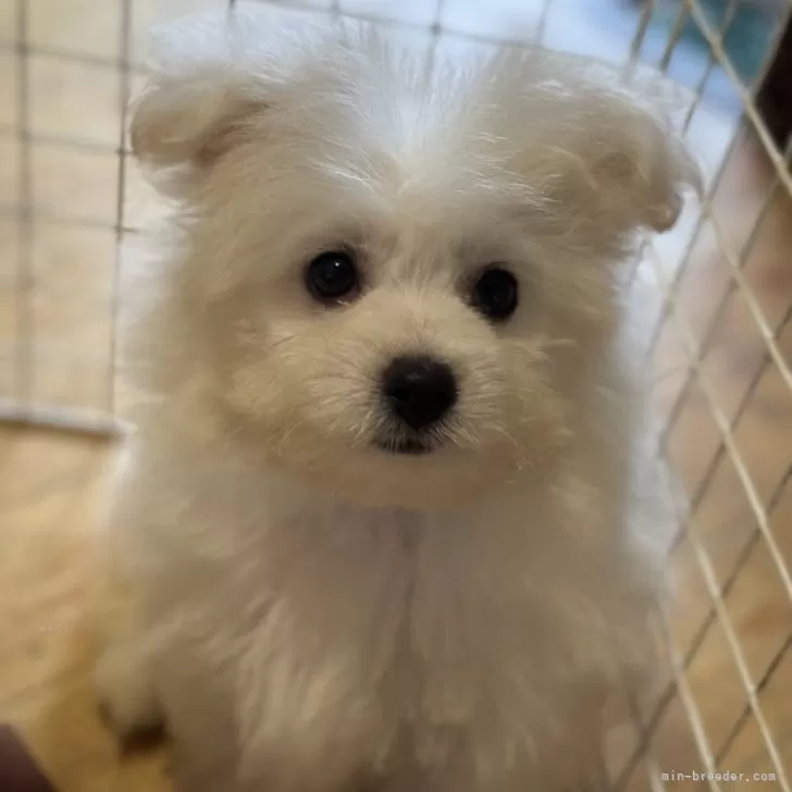 ID:2409-02837の子犬
