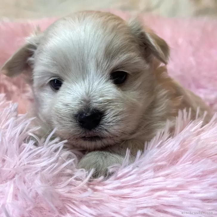 ID：2312-05858の子犬