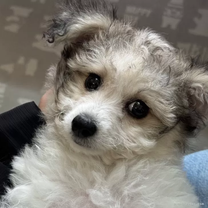 ID:2404-03255の子犬