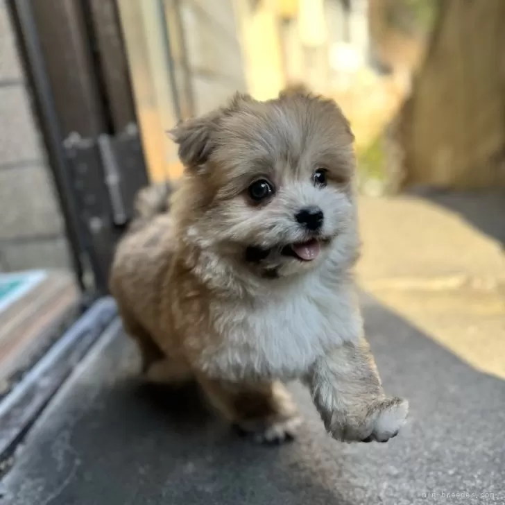 ID：2312-05859の子犬
