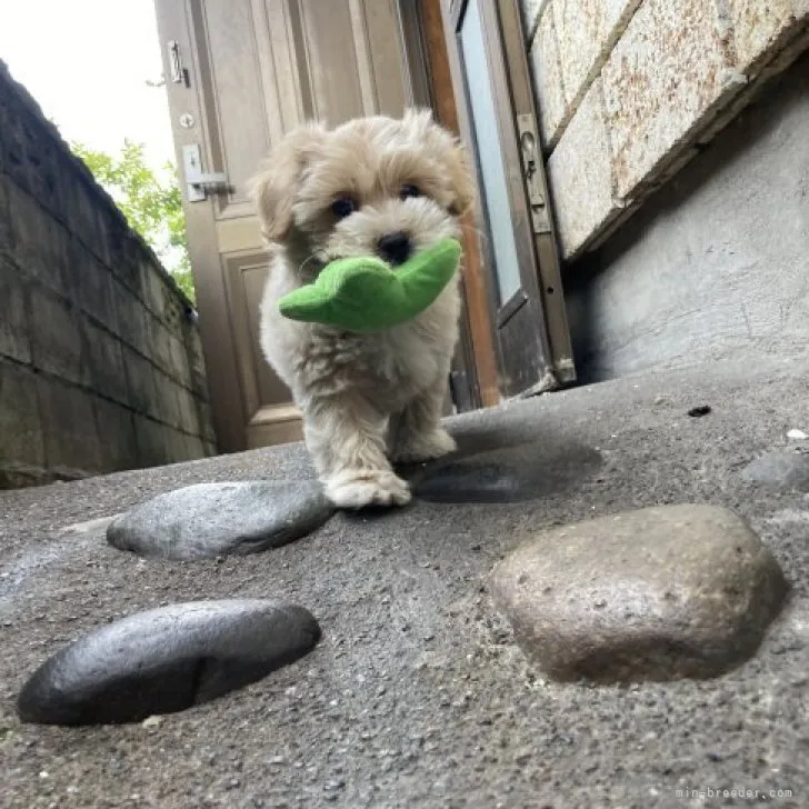ID：2304-01268の子犬