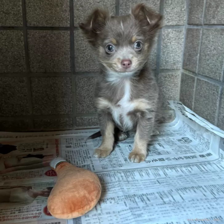 ID：2310-01673の子犬