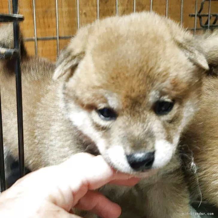 柴犬(標準サイズ)【茨城県・女の子・2025年8月24日・赤】の写真1「元気に成長中です可愛い〰️」
