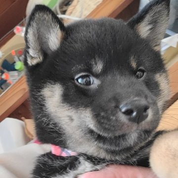 柴犬(標準サイズ)【茨城県・男の子・2024年11月30日・黒】の写真「とても可愛い今の時期家族に迎えて頂きたいのでお値下」