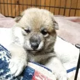 柴犬(標準サイズ)