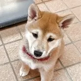 柴犬(標準サイズ)