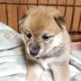柴犬(標準サイズ)