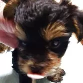 ヨークシャーテリア【茨城県・女の子・2025年6月22日・スティールブルー&タン】の写真7