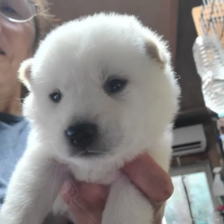 ID:2308-01910の子犬