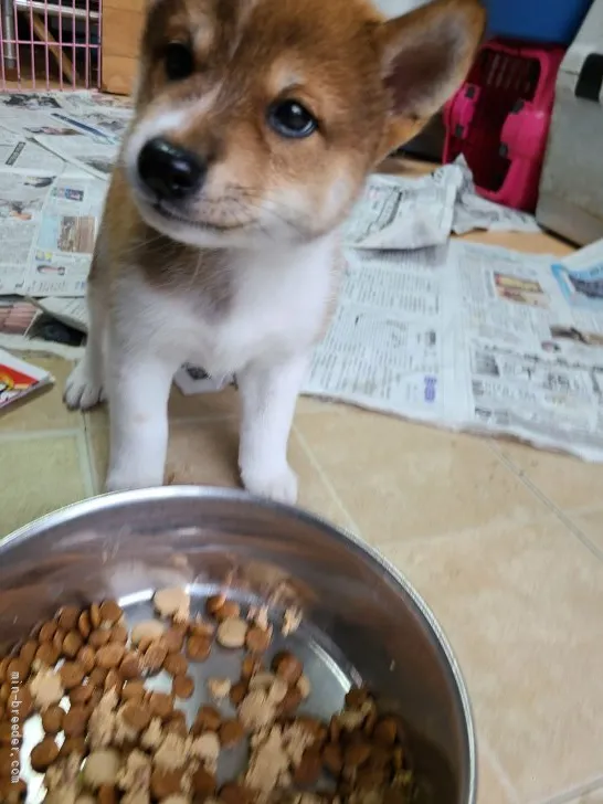 ID:2107-00626の子犬