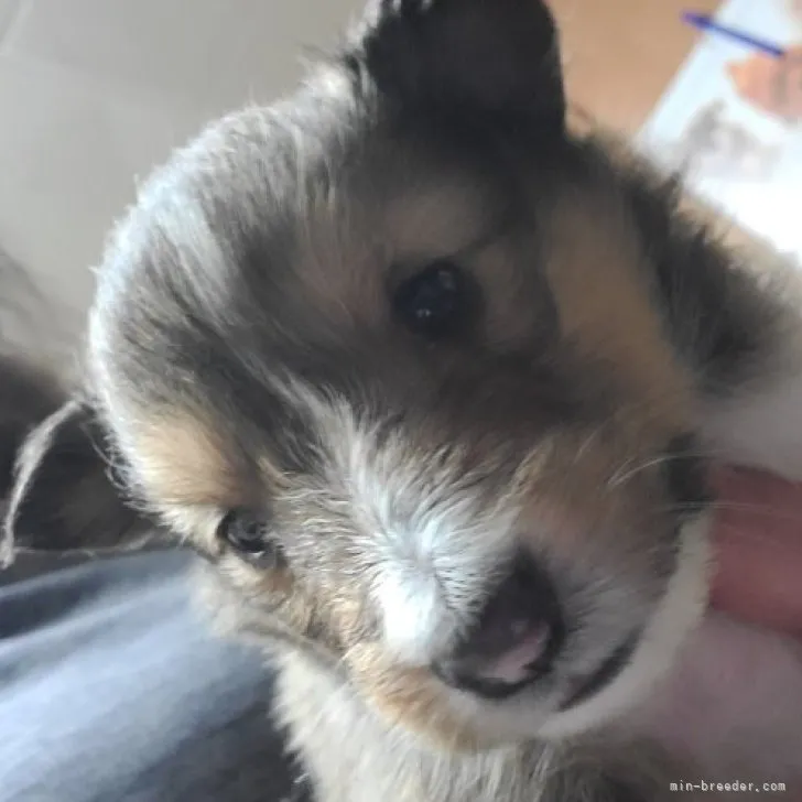 ID：2304-03998の子犬