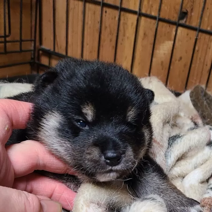 H.Ｉ 様のお迎えした子犬