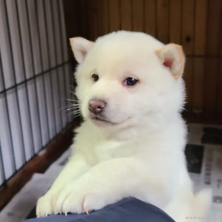 ID:2401-07112の子犬