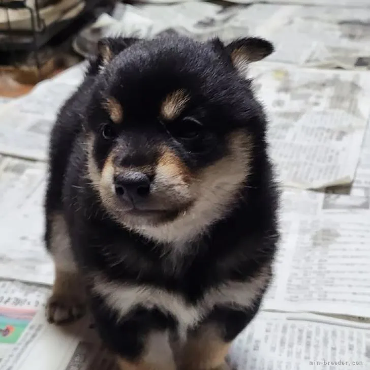 ID：2212-01769の子犬