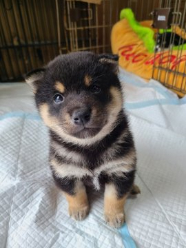 柴犬(標準サイズ)【茨城県・男の子・2022年1月28日・黒】の写真「ママ似の男の子」