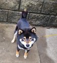 柴犬【・男の子・2021年9月3日・黒】