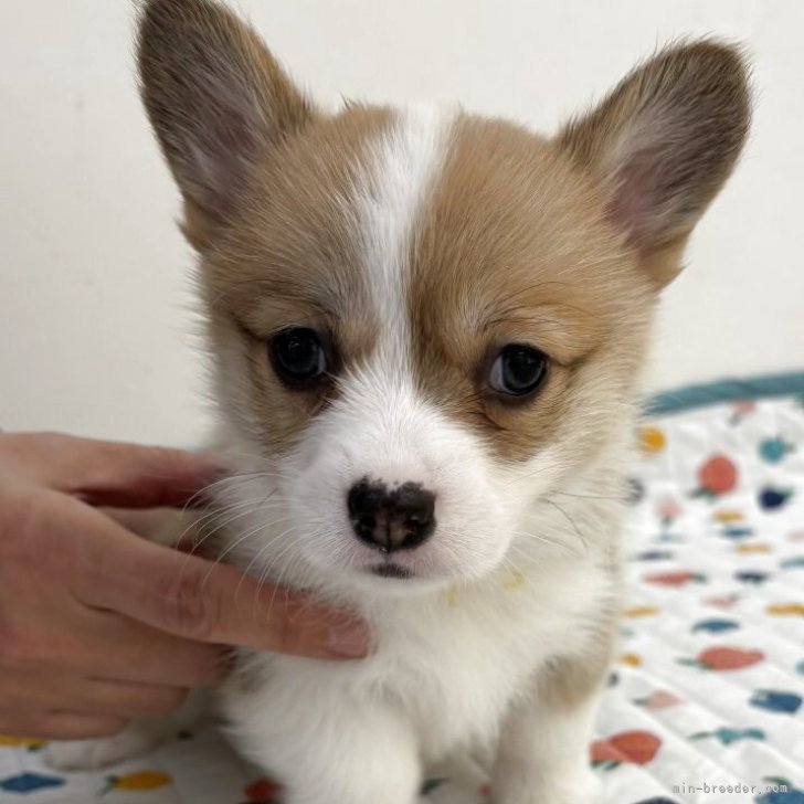 ブリーダー画像