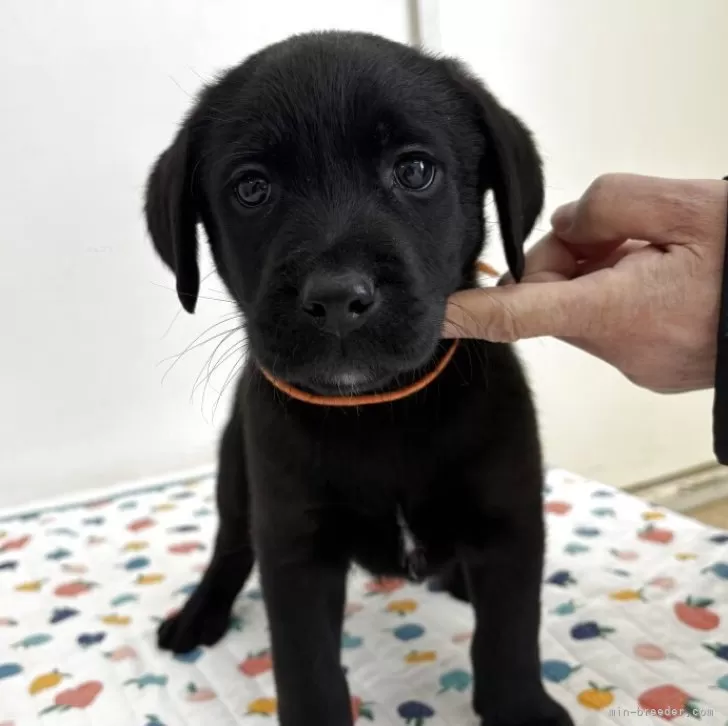 ID：2601-01869の子犬