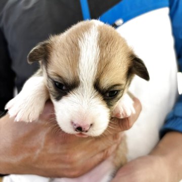 ウェルシュ・コーギー・ペンブローク【岩手県・女の子・2025年10月18日・レッド&ホワイト】の写真「きれいに模様が入っています」