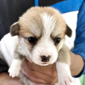 ウェルシュ・コーギー・ペンブローク【岩手県・女の子・2025年10月18日・レッド&ホワイト】の写真「きれいに模様が入っています」