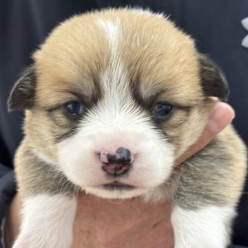 ウェルシュ・コーギー・ペンブローク【岩手県・男の子・2025年10月18日・レッド&ホワイト】の写真「きれいに模様が入っています」