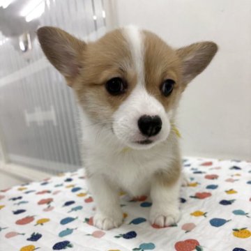 ウェルシュ・コーギー・ペンブローク【岩手県・女の子・2025年10月18日・レッド&ホワイト】の写真「小柄で可愛らしいです😊控えめな性格です」