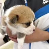 ウェルシュ・コーギー・ペンブローク【岩手県・女の子・2025年10月18日・レッド&ホワイト】の写真2