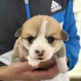 ウェルシュ・コーギー・ペンブローク【岩手県・女の子・2025年10月18日・レッド&ホワイト】の写真3