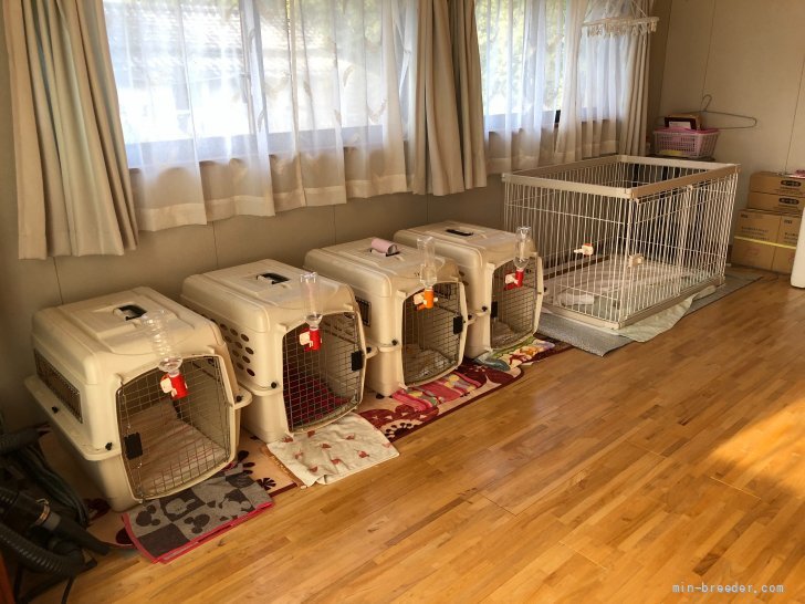 子犬の部屋です。｜日高　美喜(ひだか　みき)ブリーダー(宮崎県・ウェルシュ・コーギー・ペンブローク・JKC登録)の紹介写真3