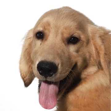 ゴールデンレトリバー【山梨県・女の子・2025年4月23日・ゴールデン (ゴールド)】の写真「子供、子犬、猫さんなどと仲良しの甘えん坊の子。」