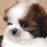 シーズー