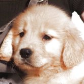 ゴールデンレトリバー