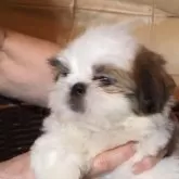 シーズー