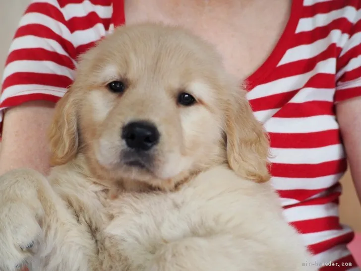 ID：2010-01621の子犬