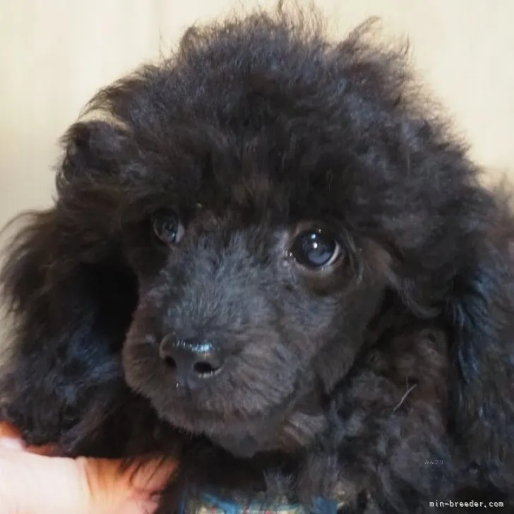 ID：2309-05640の子犬