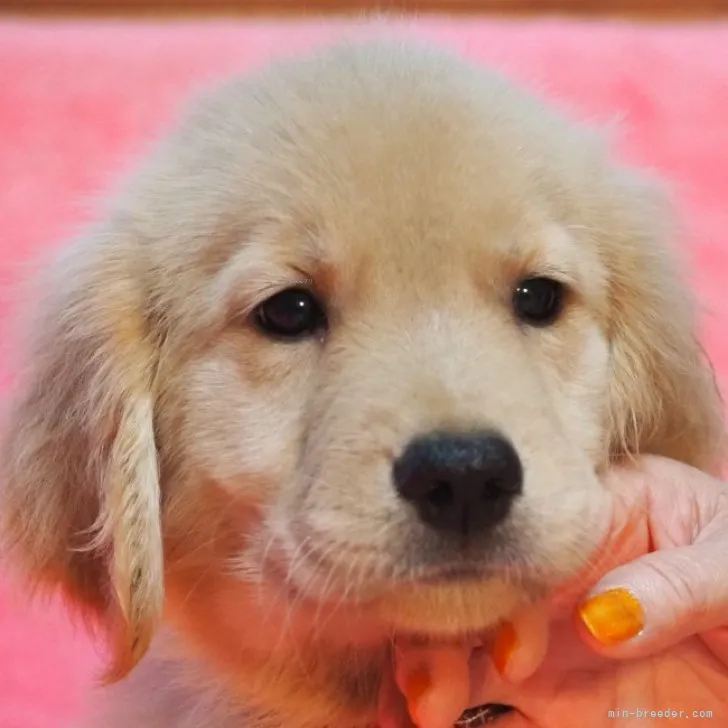 ID:2308-06603の子犬