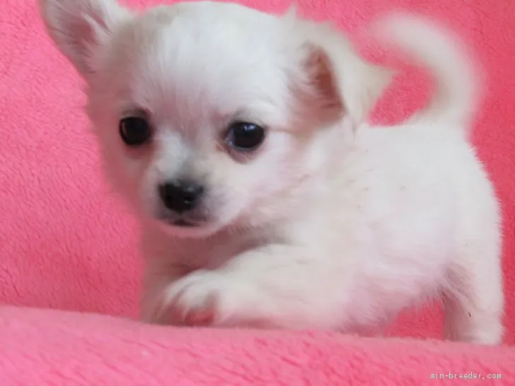 ID：2005-00110の子犬