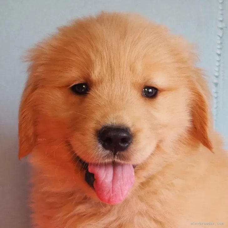 ID:2405-06138の子犬