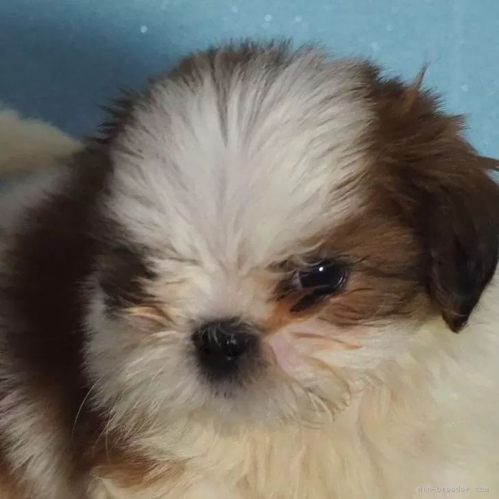 ID：2409-02413の子犬