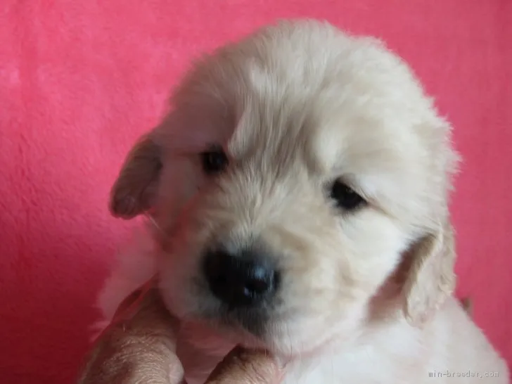 ID：2004-00357の子犬