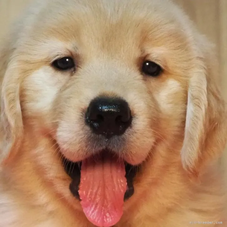 ID：2209-02705の子犬