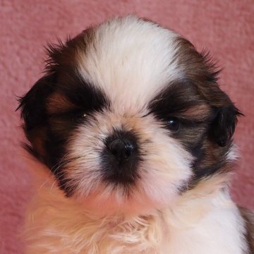 シーズー【山梨県・男の子・2024年5月11日・ホワイトアンドゴールド】の写真「人懐こく、大人しく可愛い男の子です。」