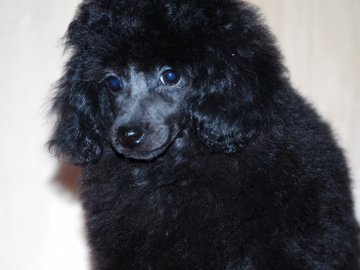 トイプードル(トイ)【山梨県・女の子・2020年7月23日・ブラックかシルバー】の写真「お父さんはシルバーのアメリカCH、私もシルバーかな」